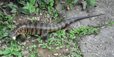 Tiger Lizard