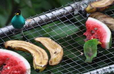 Male and female Green Honeycreeper