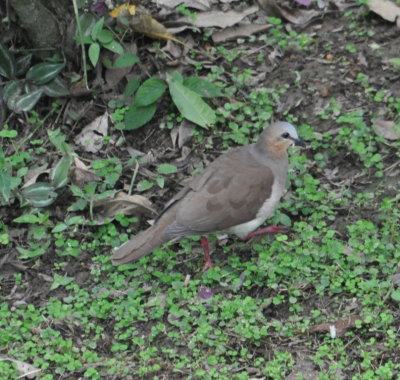Gray-fronted Dove?