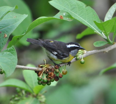 Bananaquit