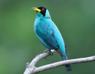 Male Green Honeycreeper
