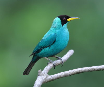 Male Green Honeycreeper