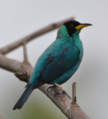 Male Green Honeycreeper
