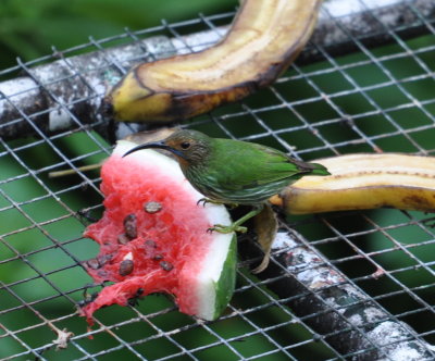 Female Purple Honeycreeper