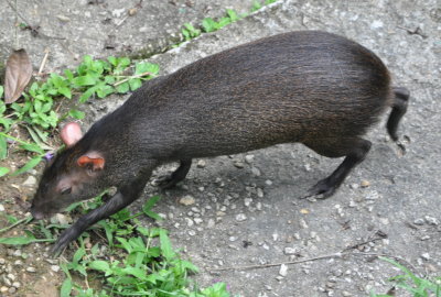 Agouti