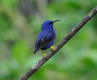 Male Purple Honeycreeper
