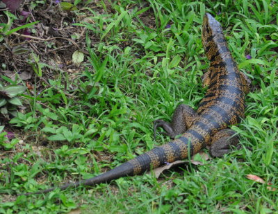 Tiger Lizard