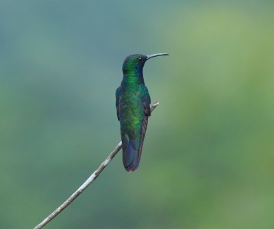Black-throated Mango