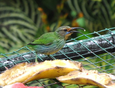 Female Purple Honeycreeper