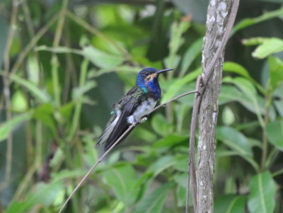 Immature male White-necked Jacobin