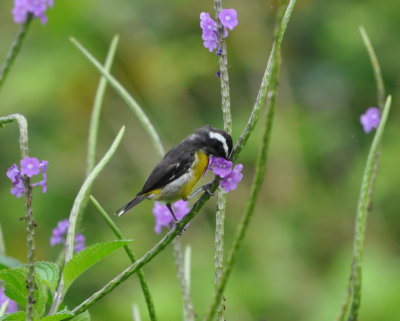 Bananaquit