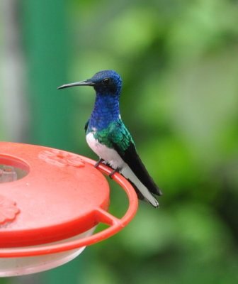 Adult male White-necked Jacobin