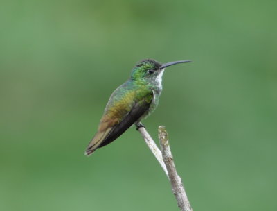 White-chested Emerald
