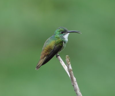 White-chested Emerald