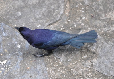 Male Shiny Cowbird