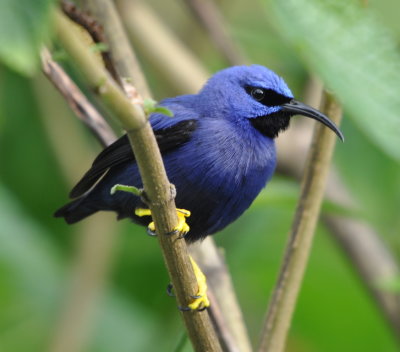 Male Purple Honeycreeper