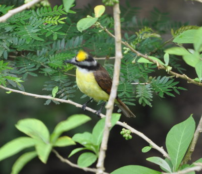 Great Kiskadee