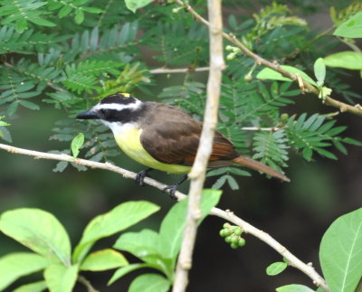 Great Kiskadee