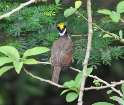 Great Kiskadee