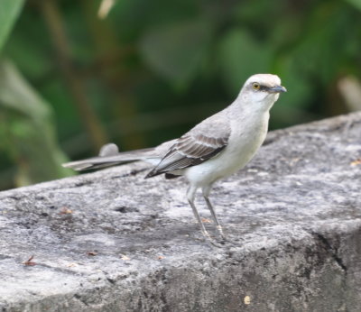 Tropical Mockingbird