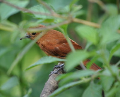 Female White-lined Tanager