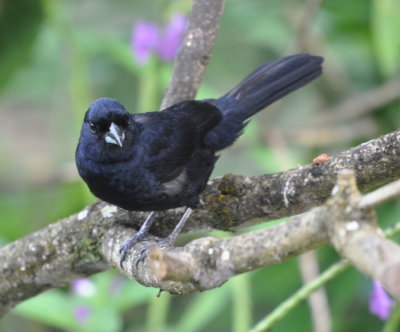 Male White-lined Tanager