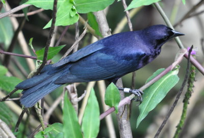 Banded male Shiny Cowbird