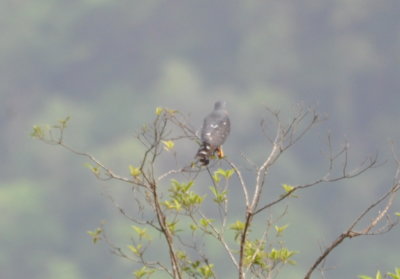 Double-toothed Kite