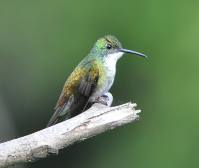 White-chested Emerald