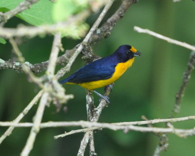 Violaceous Euphonia