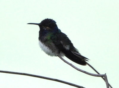 DSC_0020b.JPG