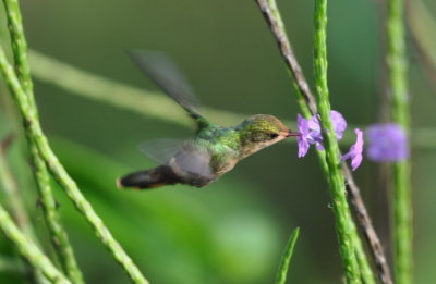 Tufted Coquette