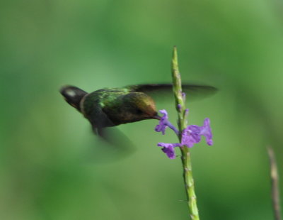Tufted Coquette