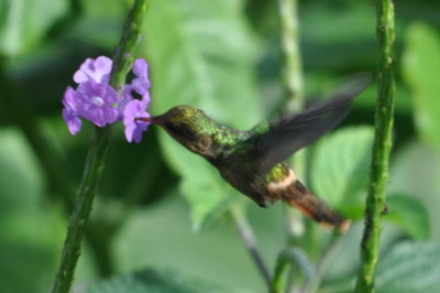Tufted Coquette