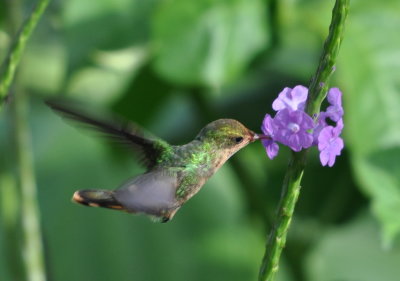 Tufted Coquette