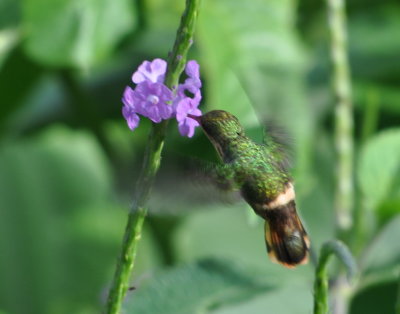 Tufted Coquette
