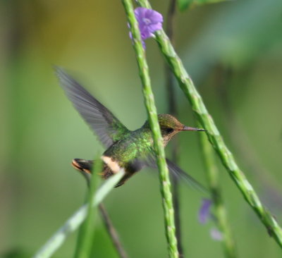 Tufted Coquette
