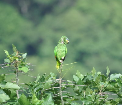 Orange-winged Parrot