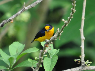 Violaceous Euphonia