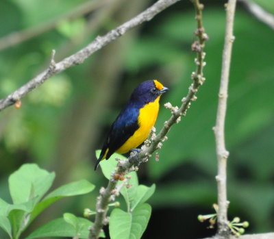 Violaceous Euphonia