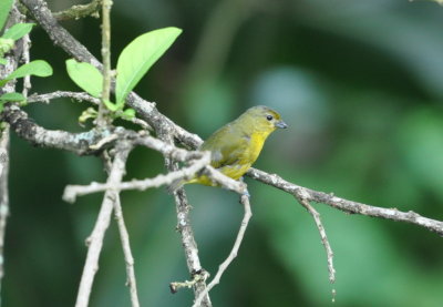 Female Violaceous Euphonia