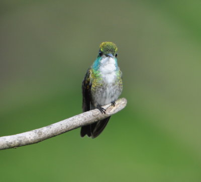 White-chested Emerald