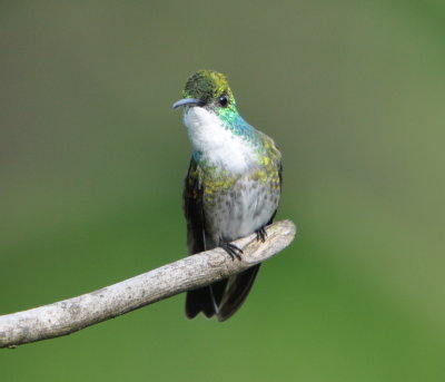 White-chested Emerald