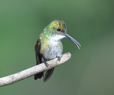 White-chested Emerald