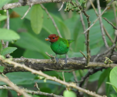 Bay-headed Tanager