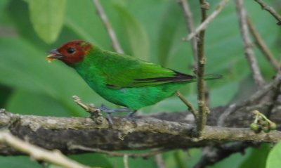 Bay-headed Tanager