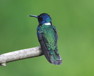 White-necked Jacobin