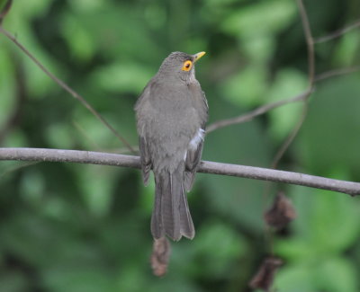 Spectacled Thrush