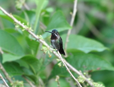 Long-billed Starthroat