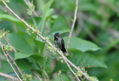 Long-billed Starthroat
